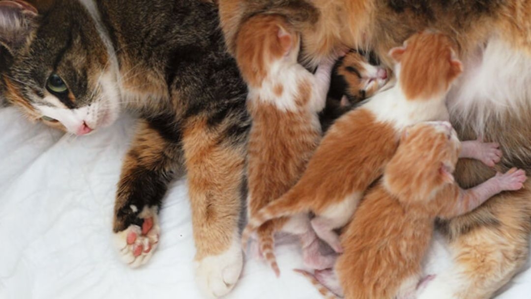 La Mise Bas D Une Chatte Et La Naissance Des Chatons Purina